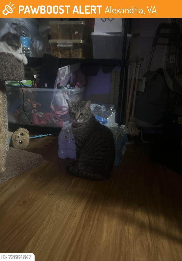 Found/Stray Male Cat last seen Beauregard st and little river turnpike , Alexandria, VA 22312