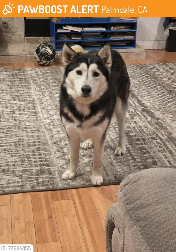 Found/Stray Unknown Dog last seen R9 and 5th st E, Palmdale, CA 93350