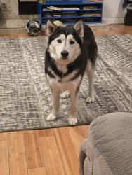Found/Stray Unknown Dog last seen R9 and 5th st E, Palmdale, CA 93350