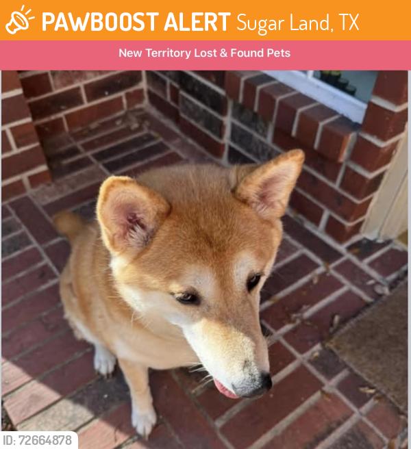 Found/Stray Unknown Dog last seen New Territory Sports Complex, Sugar Land, TX 77479