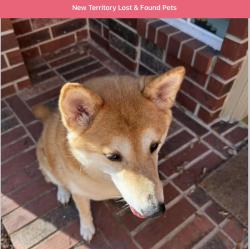 Found/Stray Unknown Dog last seen New Territory Sports Complex, Sugar Land, TX 77479