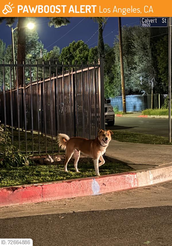 Found/Stray Unknown Dog last seen Calvert St and Yolanda Ave, Los Angeles, CA 91335
