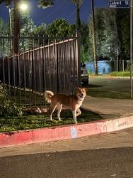 Found/Stray Unknown Dog last seen Calvert St and Yolanda Ave, Los Angeles, CA 91335