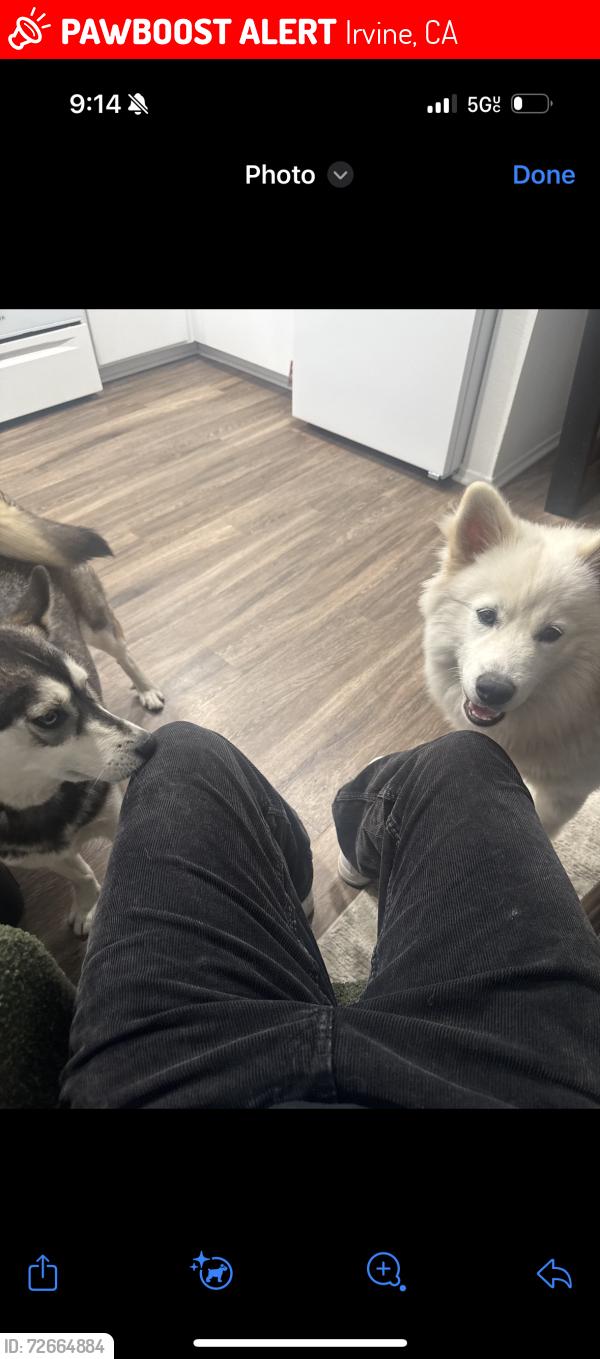 Lost Male Dog last seen off of Jeffrey & Walnut near Chase Bank, Irvine, CA 92604