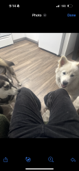 Lost Male Dog last seen off of Jeffrey & Walnut near Chase Bank, Irvine, CA 92604