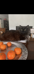Lost Male Cat last seen wellsfargo bank, Los Angeles, CA 91436