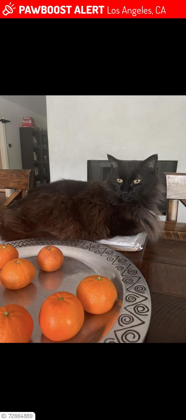 Lost Male Cat last seen wellsfargo bank, Los Angeles, CA 91436