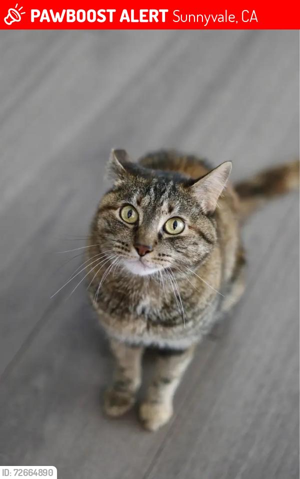Lost Female Cat last seen Near Hollenbeck Ave and Challenger School, Sunnyvale, Sunnyvale, CA 94087