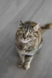 Lost Female Cat last seen Near Hollenbeck Ave and Challenger School, Sunnyvale, Sunnyvale, CA 94087