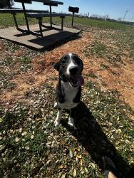 Found/Stray Male Dog last seen Hunter park, Granbury, TX 76048