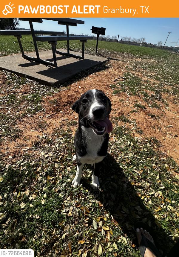 Found/Stray Male Dog last seen Hunter park, Granbury, TX 76048