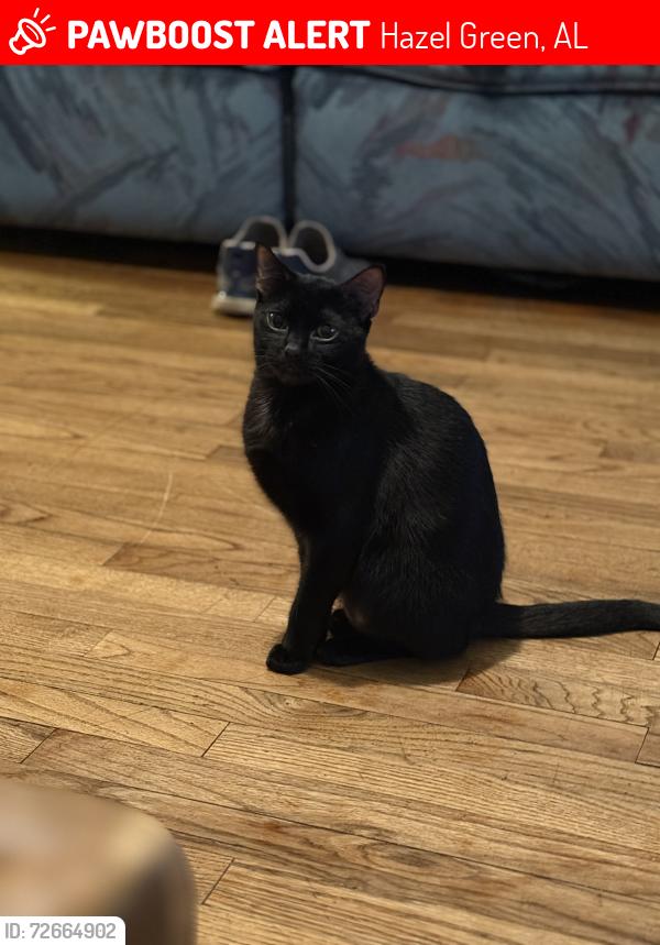 Lost Female Cat last seen highway 231-431, Hazel Green, AL 35750
