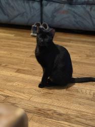 Lost Female Cat last seen highway 231-431, Hazel Green, AL 35750