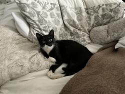 Found/Stray Female Cat last seen Stacia across from the History center, Los Gatos, CA 95030