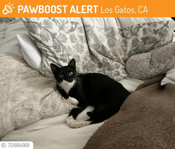 Found/Stray Female Cat last seen Stacia across from the History center, Los Gatos, CA 95030