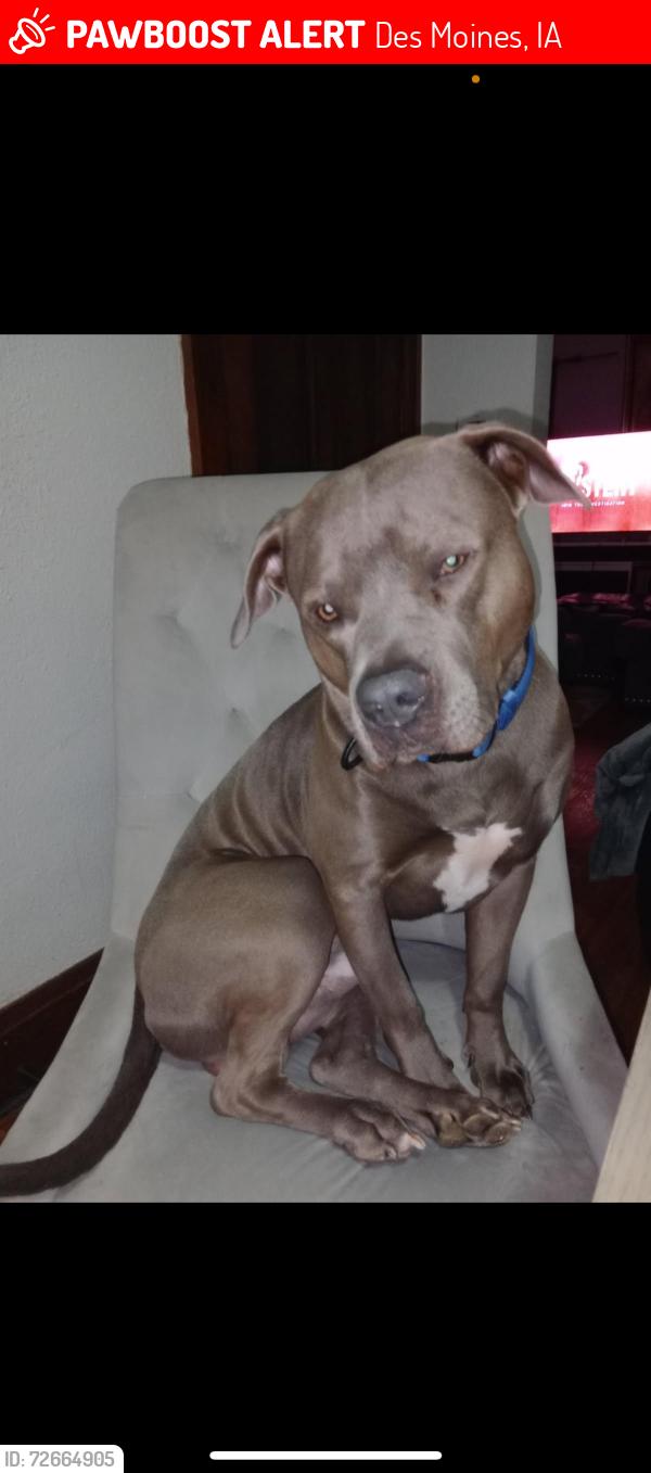 Lost Male Dog last seen East army post and indianola ave , Des Moines, IA 50320