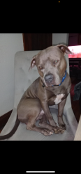 Lost Male Dog last seen East army post and indianola ave , Des Moines, IA 50320