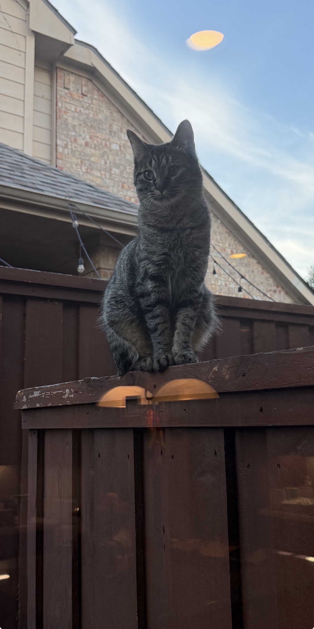 Lost Male Cat last seen Heather Ridge Dr, Richardson, TX 75082, USA, Richardson, TX 75082