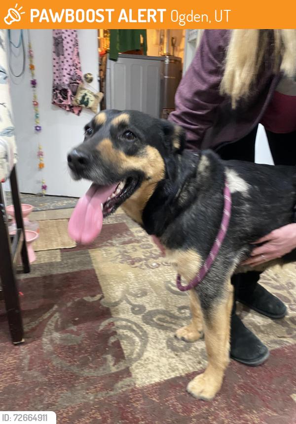 Found/Stray Female Dog last seen Maverick, Ogden, UT 84404