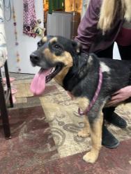 Found/Stray Female Dog last seen Maverick, Ogden, UT 84404