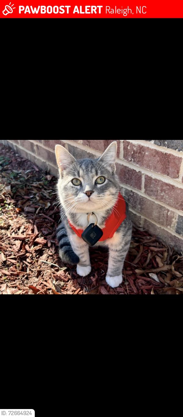 Lost Male Cat last seen Triangle area , Raleigh, NC 27616