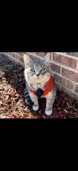 Lost Male Cat last seen Triangle area , Raleigh, NC 27616