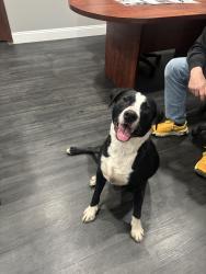 Found/Stray Male Dog last seen Near e Ross pkwy, Wichita, KS 67210