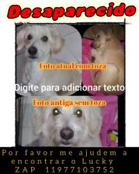 Lost Male Dog last seen Rua guaicuri com a yervant sacomani, Cidade Júlia, SP 04425-000
