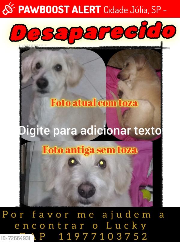 Lost Male Dog last seen Rua guaicuri com a yervant sacomani, Cidade Júlia, SP 04425-000
