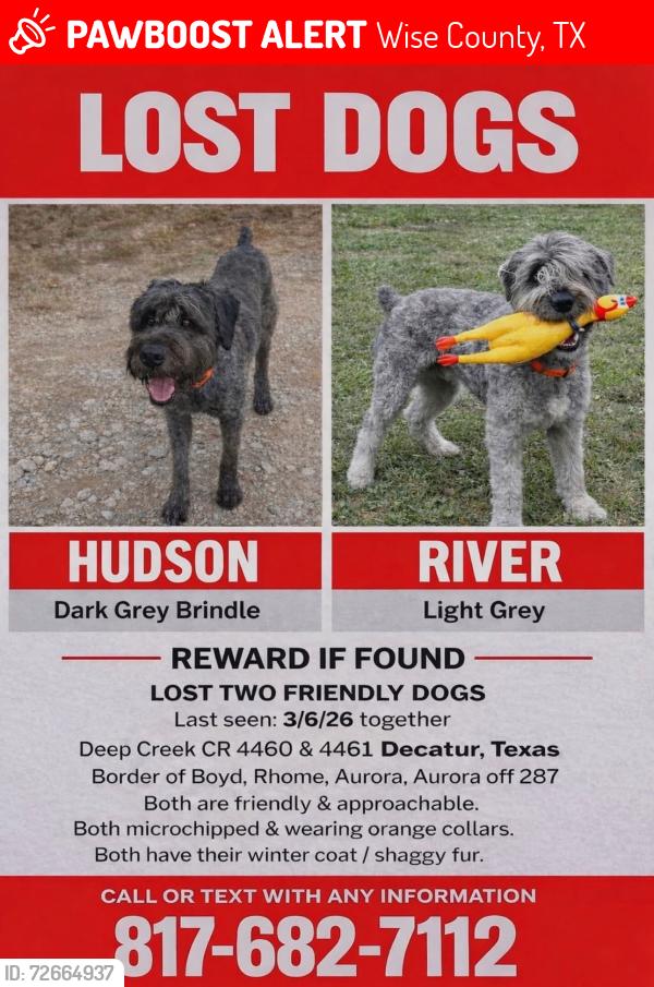Lost Male Dog last seen Deep Creek CR 4460 & 4461, Wise County, TX 76078