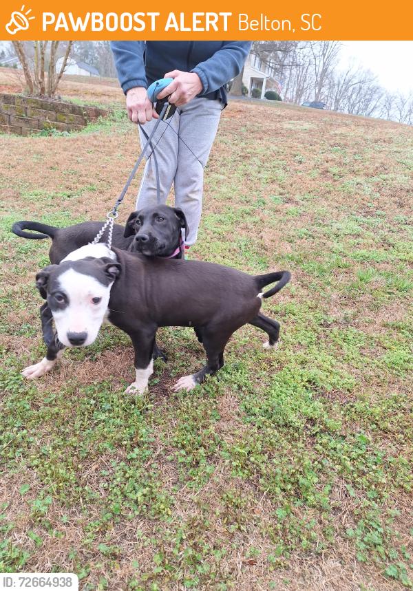 Found/Stray Male Dog last seen Close to the Jockey Lot, Belton, SC 29627