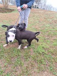 Found/Stray Male Dog last seen Close to the Jockey Lot, Belton, SC 29627