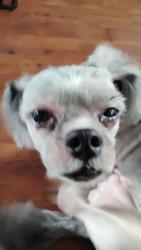 Found/Stray Male Dog last seen Cypress , Tampa, FL 33606