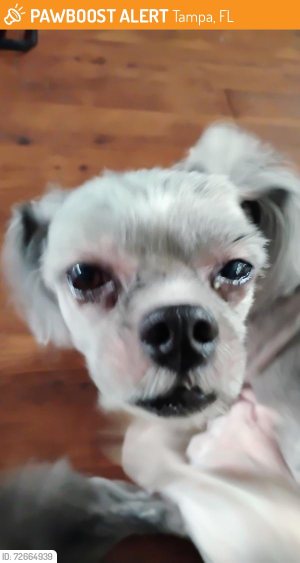 Found/Stray Male Dog last seen Cypress , Tampa, FL 33606