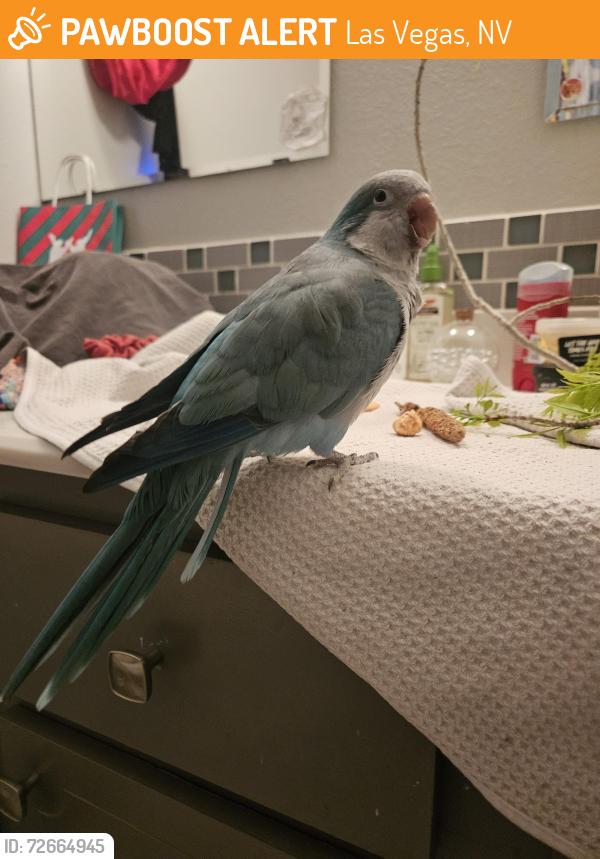 Found/Stray Unknown Bird last seen Charles Turk/Seahawk, Las Vegas, NV 89145