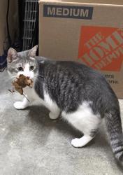 Lost Female Cat last seen Allen and David. Or combellack and spring , Placerville, CA 95667