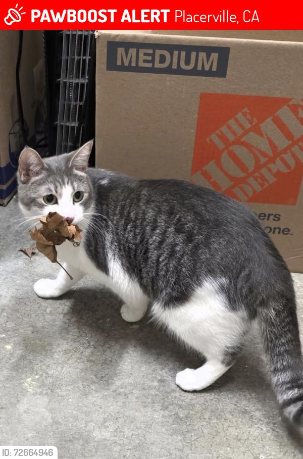 Lost Female Cat last seen Allen and David. Or combellack and spring , Placerville, CA 95667
