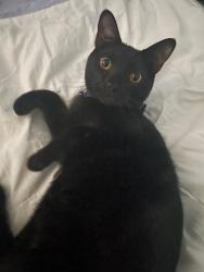 Lost Male Cat last seen Daystar Pass and Phantom Field, San Antonio, TX 78254