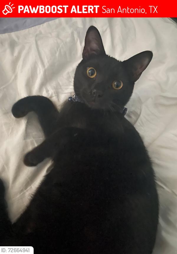 Lost Male Cat last seen Daystar Pass and Phantom Field, San Antonio, TX 78254