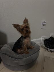 Lost Male Dog last seen Triple Crown ln Grand Prairie Tx, Grand Prairie, TX 75051