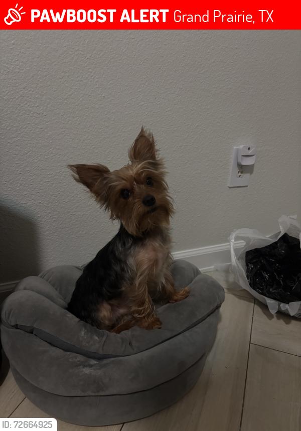 Lost Male Dog last seen Triple Crown ln Grand Prairie Tx, Grand Prairie, TX 75051