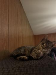 Lost Female Cat last seen Shadow oaks , Houston, TX 77043