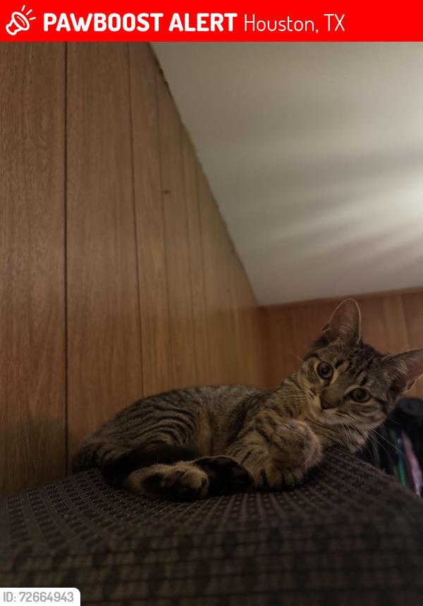 Lost Female Cat last seen Shadow oaks , Houston, TX 77043