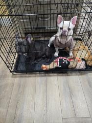 Lost Female Dog last seen Near w 9th st Pittsburg ca 94565, Los Angeles, CA 90015