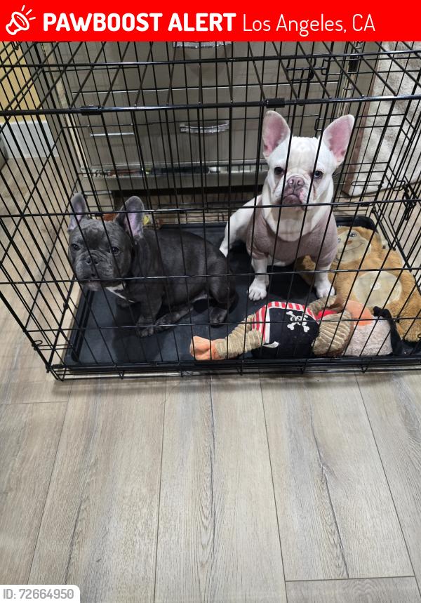 Lost Female Dog last seen Near w 9th st Pittsburg ca 94565, Los Angeles, CA 90015