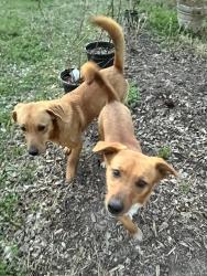 Found/Stray Male Dog last seen Hunter Park, 91st St. between Yale and Sheridan, Tulsa, OK 74137