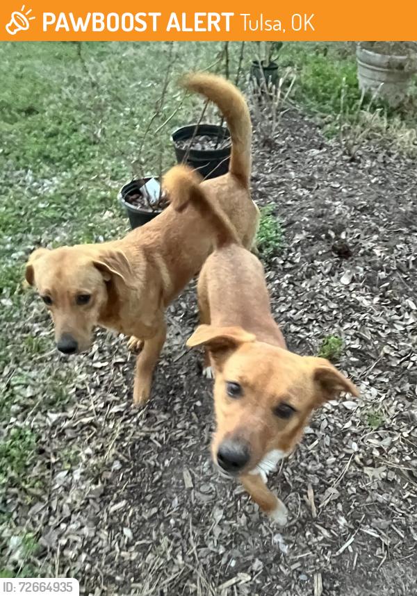 Found/Stray Male Dog last seen Hunter Park, 91st St. between Yale and Sheridan, Tulsa, OK 74137