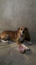 Found/Stray Male Dog last seen Tampa and victory , Los Angeles, CA 91335
