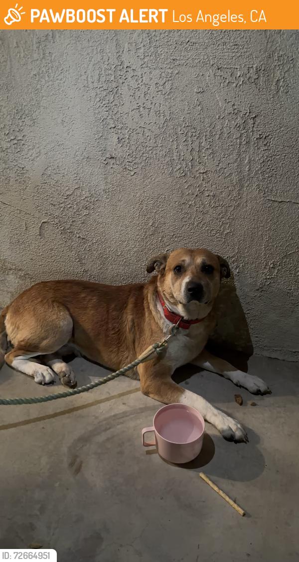 Found/Stray Male Dog last seen Tampa and victory , Los Angeles, CA 91335