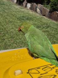 Found/Stray Unknown Bird last seen Boundary rd liverpool, Liverpool, NSW 2170